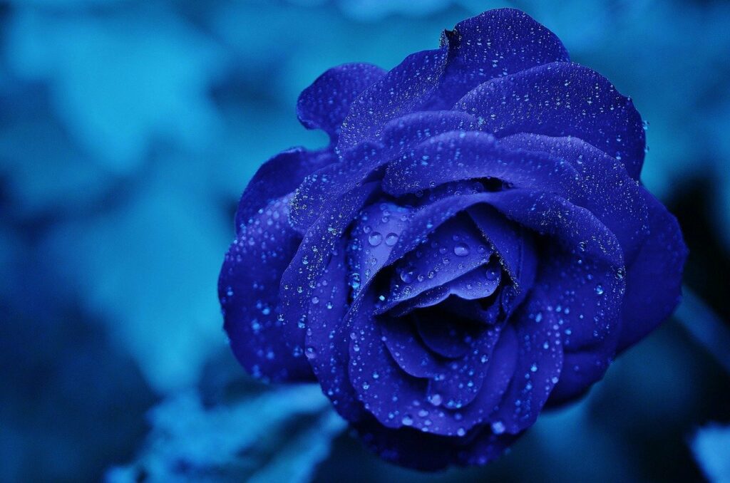 アプローズと呼ばれる青色の色素を持つ奇跡のバラも存在する