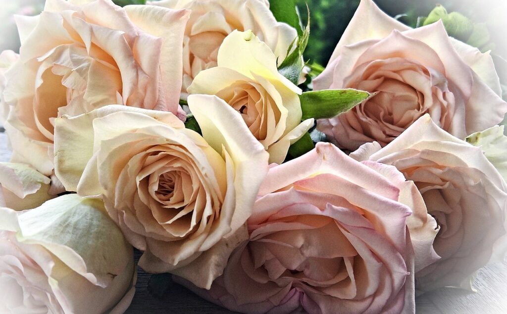 花言葉が感謝の花代表は「ピンクのバラ」